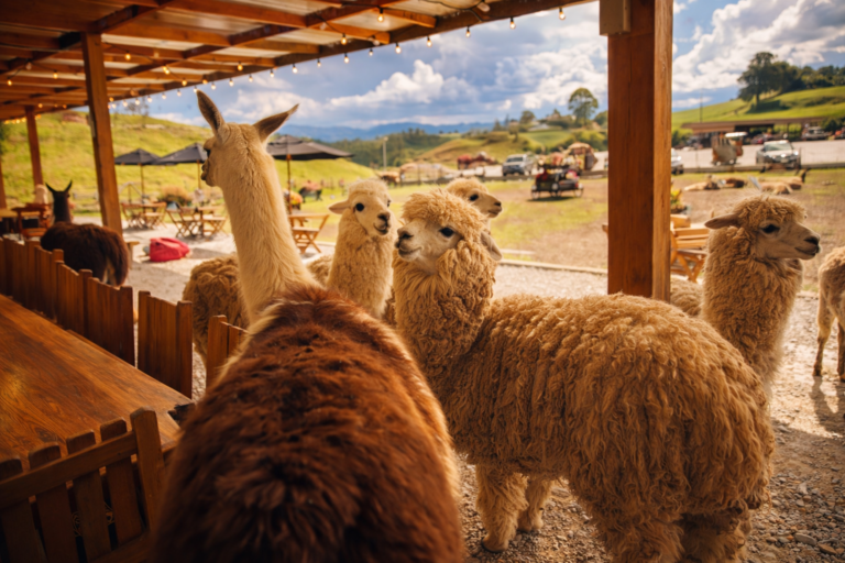 alto-chocho-animals-farm-guatape-daytour