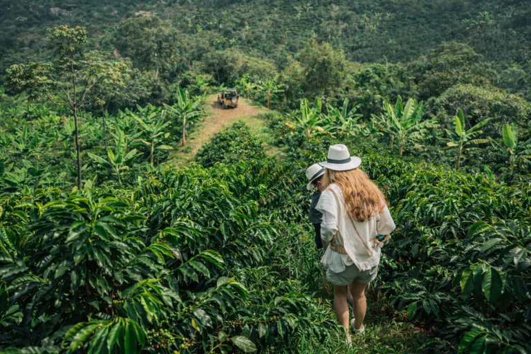 Caminata en la plantación de café