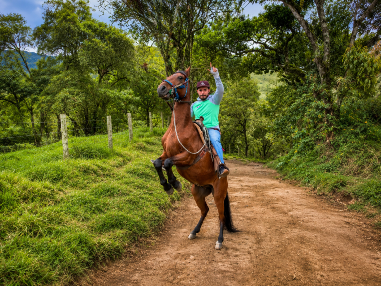 horses-medellin-nature-jungles-tours