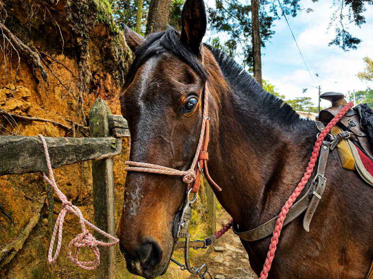 horses-riding-nature-cabalgata-medellin