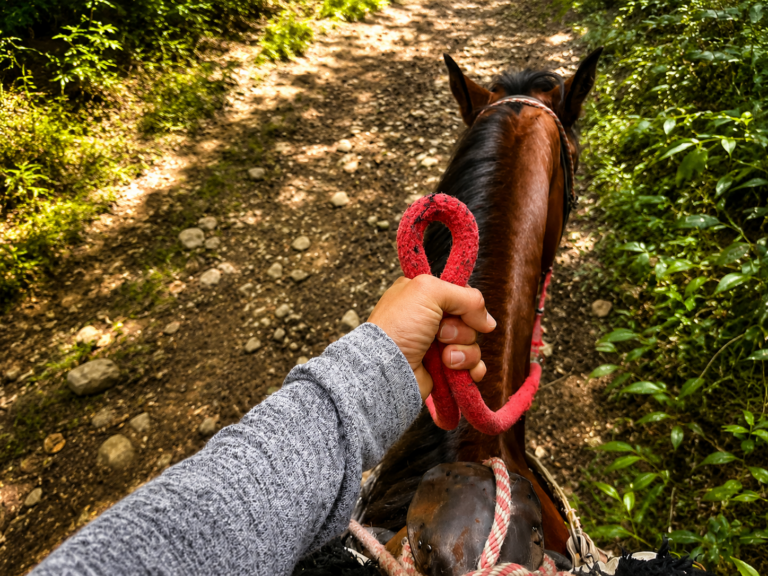 nature-jungles-medellin-tour-horses