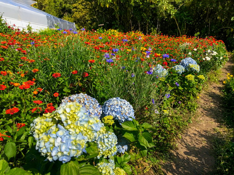finca-silletera-flowers-tour