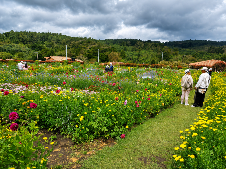 flower-farm-silletero-tour