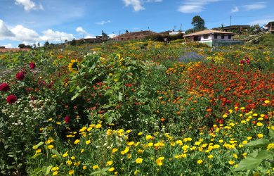 flower-tour-3